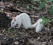 2016 06 11 WildLife MPLS 121
